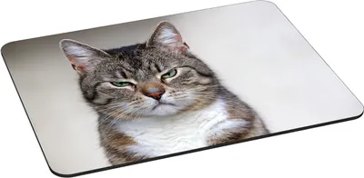 Produktbild von PEDEA Design Mauspad 35 x 26 cm, Cat