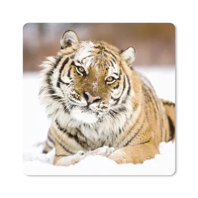 Produktbild von MuchoWow® Mauspad Mousepad Tiger - Schnee - Weiß 30x30 cm - Mousepads - Maus Mat - Pad - Mausunterlage - Gaming