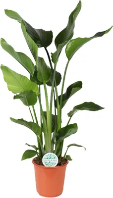 Zdjęcie produktu dla Strelitzia Strelitzia Nicolai - Roślina domowa - Ø24 cm - Wysokość 110 cm - Kwiat rajskiego ptaka - Łatwa pielęgnacja - Częściowy cień