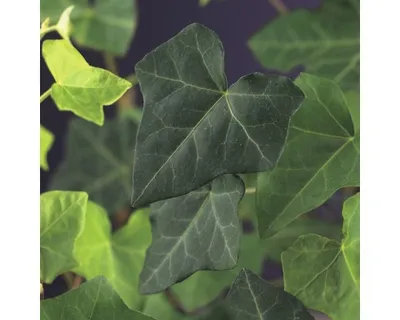 Obrázek produktu pro Břečťan FloraSelf Hedera hibernica cca 190 cm květináč 5 l