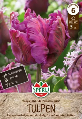 Produktbild von SPERLI Premium Papagei-Tulpe Parrot Negrita Tulipa hybrids 5 Zwiebeln