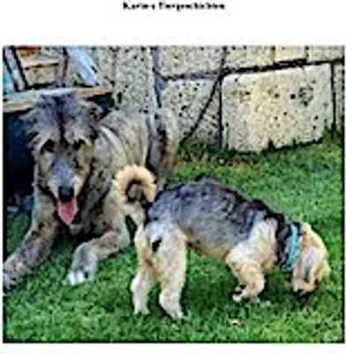 Produktbild von Karin's Tiergeschichten
