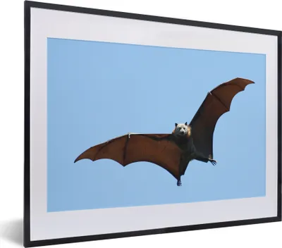Produktbild von MuchoWow® MuchoWow® Gerahmtes Poster Fledermaus - Luft - Flügel 40x30 cm - Poster mit zchwarzem Bilderrahmen - Bilderrahmen - Poster im Rahmen
