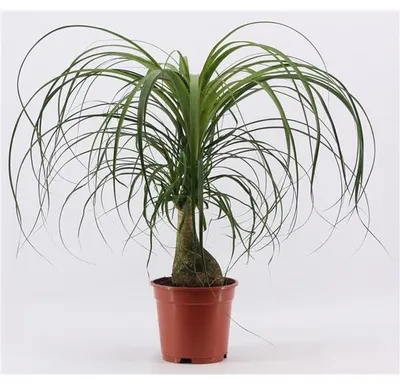 Produktbild von Elefantenfuß 50-70 cm Beaucarnea recurvata Flaschenbaum Wasserpalme