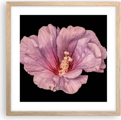 Produktbild von Gerahmtes Poster - Rahmen in heller Eiche - Hibiskus Blume Rosa - 40x40 cm - Wand Bild - Wanddeko - Wandbilder - Kunstposter - Wandposter - Bilderrahmen - Bilder - Kunstdruck - P2NAC40x40-4481