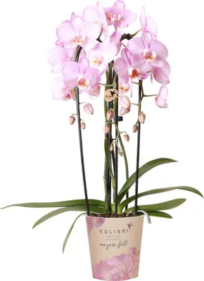 Produktbild von Kolibri Orchids | rosa Phalaenopsis Orchidee - Niagara Fall - Topfgröße Ø12cm | blühende Zimmerpflanze - frisch vom Züchter