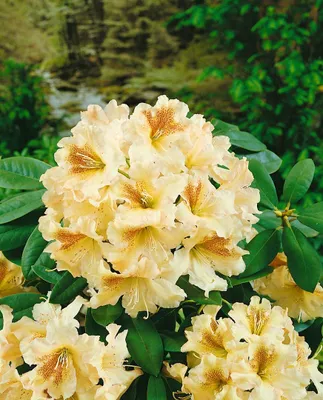 Produktbild von Rhododendron Hybr. 'Bernstein', gelb-orange, 30–40 cm