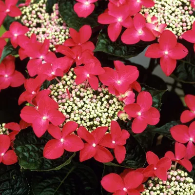 Immagine prodotto di 2 x  Ortensia  - Hydrangea 'Teller Red'  | 25-30 cm in vaso