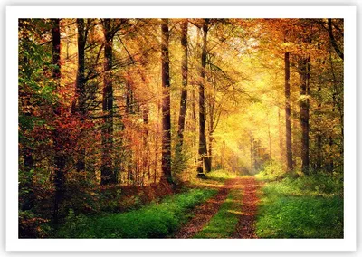 Produktbild von Poster - Poster ohne Rahmen - Wald Baum Natur - 100x70 cm - Wand Bild - Wanddeko - Wandbilder - Kunstposter - Wandposter - Bilder - Kunstdruck - Wanddekoration - Wandbild - P2XAA100x70-3718