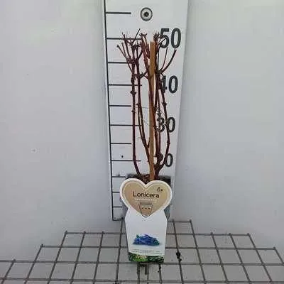 Produktbild von Lonicera kamt. 'Altaj' - Maibeere 'Altaj' | 25 cm im topf