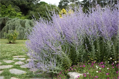 Produktbild von Stauden Gänge 3 x Perovskia atriplicifolia 'Little Spire' - Zwerg Blauraute - Zierliche Schönheit mit Lavendelduft - toller Duft - Winterhart