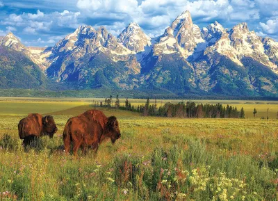 Produktbild von Eurographics Puzzle Grand Teton Nationalpark - 1000 Teile Landschaft