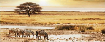 Produktbild von Wallario selbstklebendes Poster - Safari in Afrika  eine Herde Zebras am Wasser, Größe: 80 x 200 cm