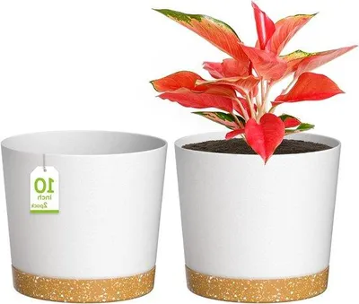Image de Lot de pots en plastique blanc avec trous de drainage et soucoupe amovible