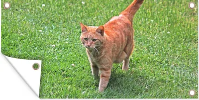 Produktbild von MuchoWow® 160x80 cm Outdoor-Poster Gartendeko Sichtschutz Garten Poster für den Garten  Katze - Rot - Katze - Mädchen - Kinder - Jungen - Kind