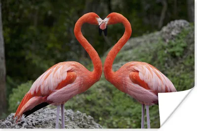 Produktbild von MuchoWow® Poster Zwei Flamingos bilden mit ihren Hälsen ein Herz 120x80 cm - Bilder