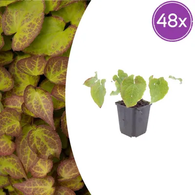 Produktbild von Epimedium perralc. 'Frohnleiten' | 48 Stück - 10-25cm - Ø9cm - Gartenpflanze