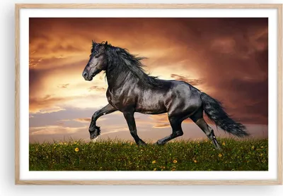 Produktbild von Gerahmtes Poster - Rahmen in heller Eiche - Pferd Tier Wiese - 91,5x61 cm - Wand Bild - Wanddeko - Wandbilder - Kunstposter - Wandposter - Bilderrahmen - Bilder - Kunstdruck - Wandbild P2NAA91x61-2608
