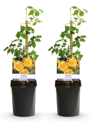 Produktbild von Green boutiQ - Trompetblume - Campsis radicans Flava - Blüte Gelb - Wenig Pflege - 2 Pflanzen - Topf 11cm Höhe 40cm