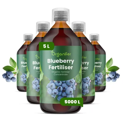 Produktbild von Blaubeerdünger Flüssig 5x1L – 2-1-8 NPK – Flüssigdünger Für Beerensträucher – Für Gesunde Sträucher & Reichhaltige Früchte – Organifer