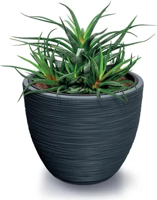 A succulent plant in a textured gray pot against a white background.