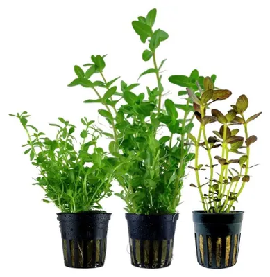 Produktbild von Bacopa Set mit 3 Pflanzen Aquariumpflanzen Wasserpflanzen AquaOne Set Nr.239