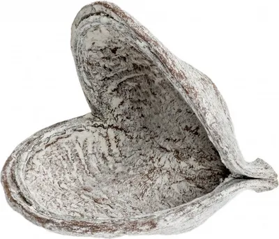 Produktbild von Badam weiß ca. 8-12cm | Sterculia foetida