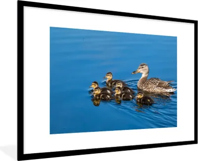 Produktbild von MuchoWow® Gerahmtes Poster Ente - Wasser - Vogel - Braun 90x60 cm - Poster mit Schwarzem Bilderrahmen Wandposter Rahmen Foto Bilder - Wanddekoration - Fotos
