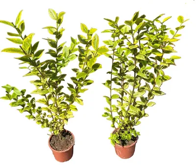 Produktbild von 20x Ligustrum ovalifolium Aureum - Goldliguster Heckenpflanzen  50-70 cm - Winterhart - ganzjährige Blätter - Schnellwachsender Sichtschutz