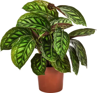 Produktbild von Dehner Korbmarante Flamestar, Calathea roseoptica, luftreinigend, ca. 40-50 cm, Ø Topf 14 cm, Zimmerpflanze