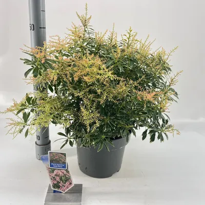 Immagine prodotto di Pieris jap. Ralto Rose ('Opstal 60'PBR) - Campanella dell'ombra | 40-50 cm in vaso