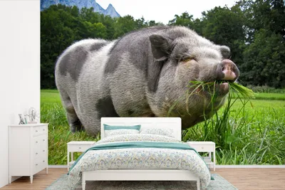 Produktbild von MuchoWow® Fototapete für Wohnzimmer oder Schlafzimmer Wandtapete Vinyl Motivtapete Pendelschwein - Gras - Tiere - 420x280 cm - Zimmer für Kinder