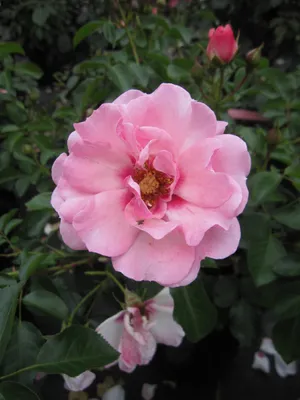 Produktbild von Rosa Bright Eyes - Synonym Angel Eyes - Beetrose - Persica Rose - Warner Rose