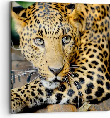 Produktbild von Bild auf Leinwand - Leinwandbild - Tiere gefährlich wilde katze - 70x70cm - Wand Bild - Wanddeko - Leinwanddruck - Bilder - Kunstdruck - Wanddekoration - Leinwand bilder - Wandkunst - AC70x70-2702
