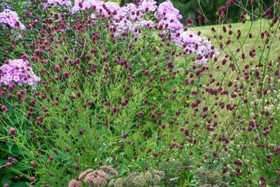 Produktbild von Sanguisorba officinalis 'Pink Tanna', Wiesenknopf, rosa, ca. 11x11 cm Topf
