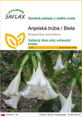 Obrázok produktu pre SAFLAX - Anjelská trúba / Biela - Brugmansia suaveolens - 10 Semená