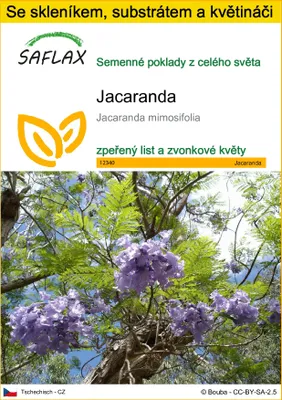 Obrázek produktu pro SAFLAX Kultivační sada - jacaranda - Jacaranda mimosifolia - 50 Semena - S mini skleníkem, pěstebním substrátem a 2 květináči