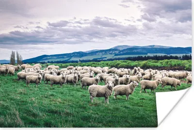 Produktbild von MuchoWow® Poster Schafe - Natur - Gras 30x20 cm - Plakate - Print
