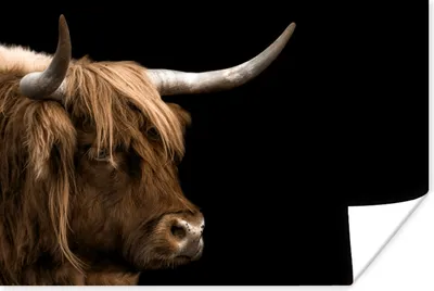 Produktbild von MuchoWow® Poster Schottischer Highlander - Tiere - Kuh 60x40 cm - Schlafzimmerdekoration