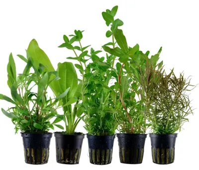 Produktbild von Pflanzen Set mit 5 Hintergrund Topf Aquarium Wasserpflanzen AquaOne Nr.141