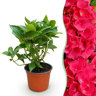 Image de Green boutiQ - Plante de jardin - Hydrangea macrophylla Rouge - Hortensia - Rustique - Rouge - 1 plante - Pot 12 cm - Hauteur 20-30 cm