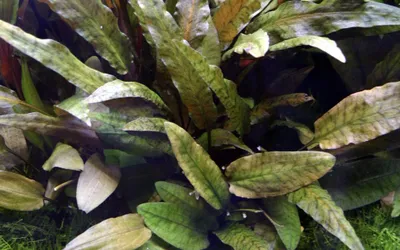 Produktbild von Aquarium Pflanze Cryptocoryne wendtii 'Tropica' AquaOne Nr.309E Wasserpflanzen