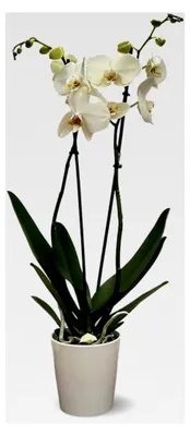 Produktbild von Weiße Orchidee – Doppelzweig – Phalaenopsis – Orchidaceae – 60-70 cm – ⌀ 12 cm – mit weißer Keramikabdeckung
