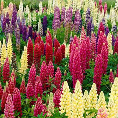 Image de 6 x Lupin  - Lupinus « Russell Hybrids »  | Pot 9 cm x 9 cm