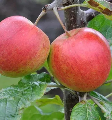 Produktbild von Apfelbaum ´MUTTERAPFEL´ Unterlage M26, wurzelnackt
