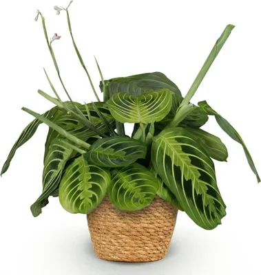 Produktbild von Maranta Fascinator Lemon Lime Zimmerpflanze inkl. Naturkorb 25cm Grünpflanze