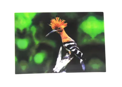 A bird with an orange crest and black and white striped wings perched on a branch against a blurred green and black background.