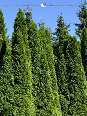 Produktbild von Lebensbaum Thuja Smaragd 120-140 cm im Topf, 7x Heckenpflanze