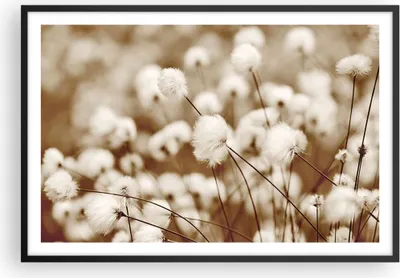 Produktbild von Gerahmtes Poster - Schwarzer Rahmen - Baumwolle Boho Wollig - 91,5x61 cm - Wand Bild - Wanddeko - Wandbilder - Kunstposter - Wandposter - Bilderrahmen - Bilder - Kunstdruck - P2BAA91x61-4850