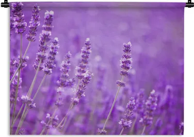 Produktbild von MuchoWow® Wandteppich Wandbehang Lavendel - Nahaufnahme - Blumen - Lila 60x45 cm Tapisserie Dekoration Wandtuch - Das Schlafzimmer